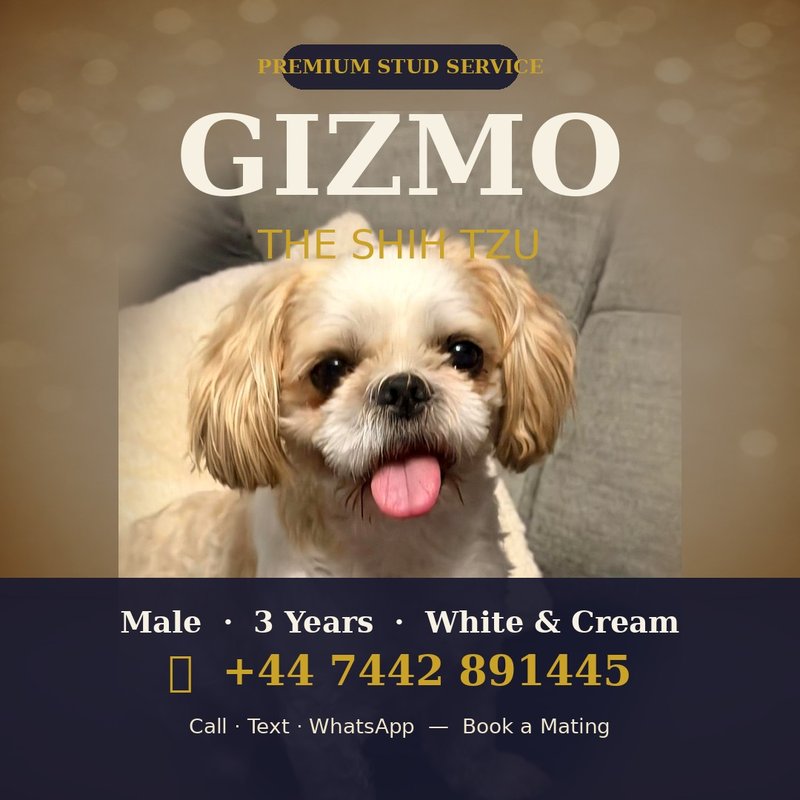 Gizmo hero portrait