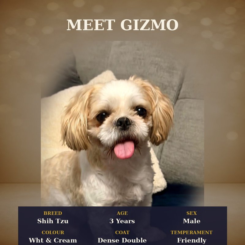 Gizmo the Shih Tzu