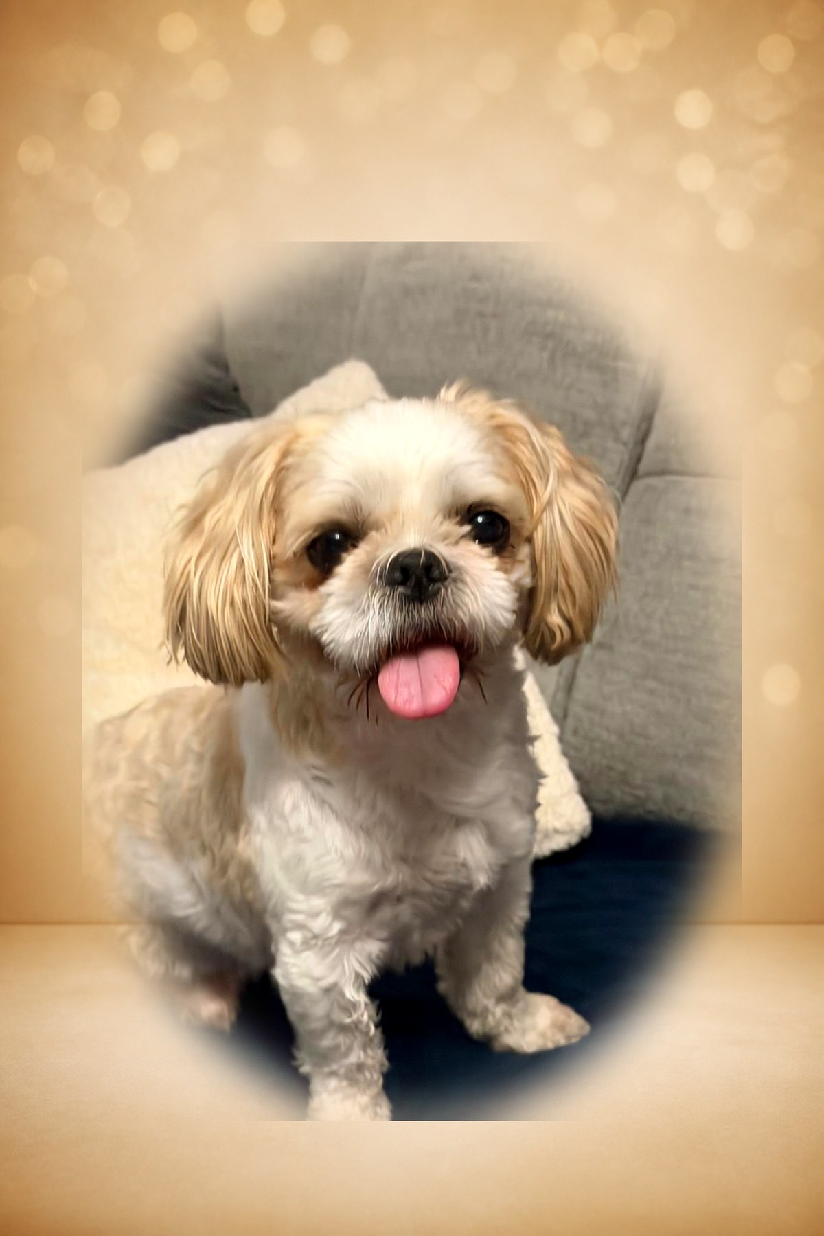 Gizmo the Shih Tzu stud dog — white and cream with apricot ears