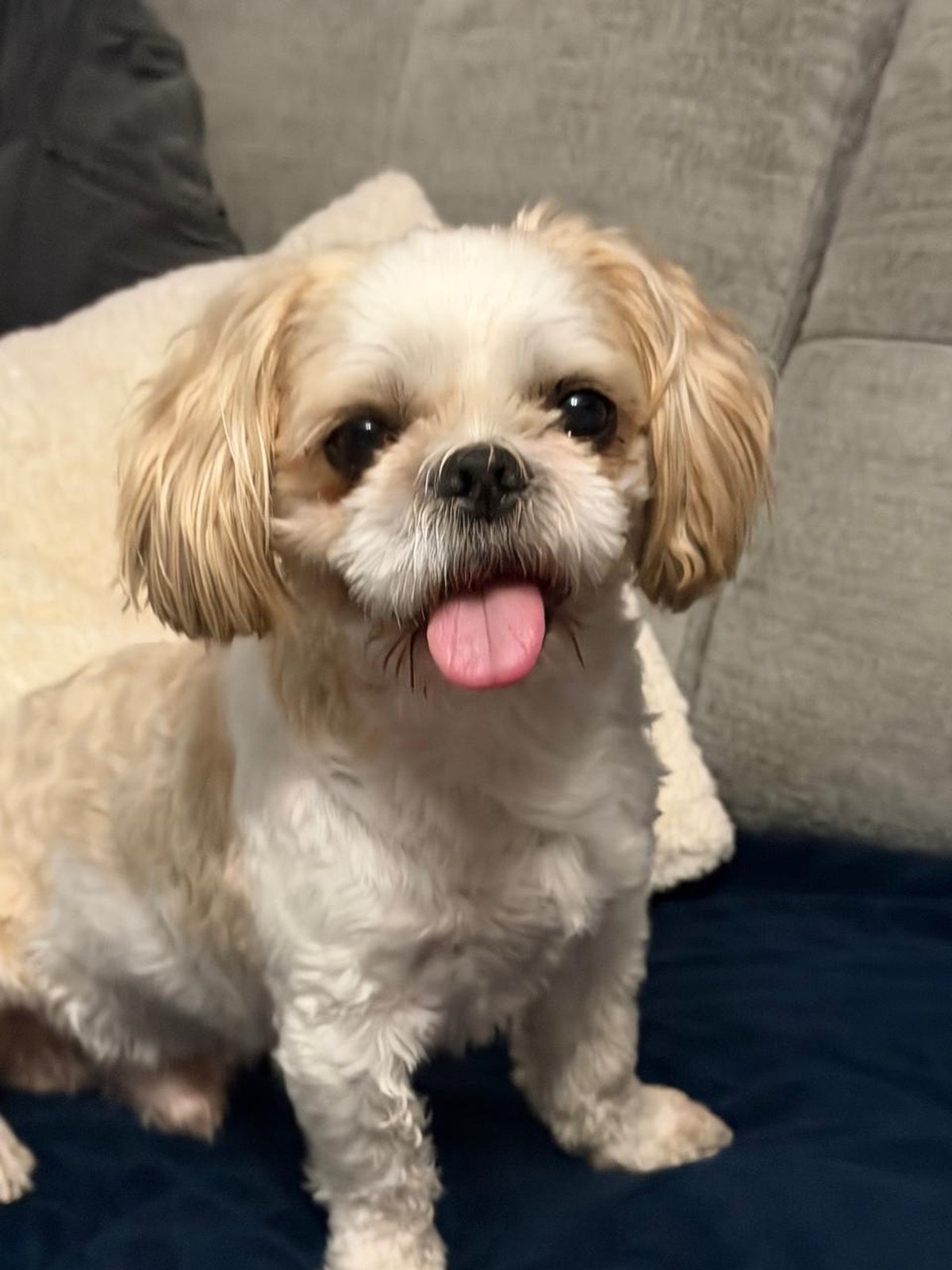 Gizmo the Shih Tzu sitting happily